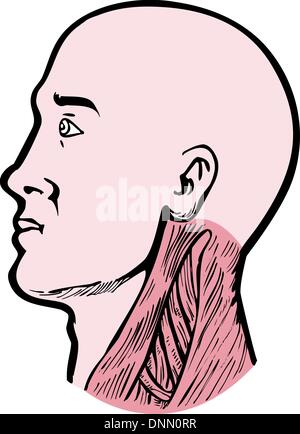 Illustration d'une tête humaine face vers la gauche montrant les muscles du cou, le sterno-cléido-mastoïdien trapèze supérieur et backgroundhuman Scalenes isolated on white Illustration de Vecteur