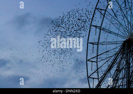 Blackpool, Lancashire, UK 2 Janvier, 2014. Murmuration exaltation : un troupeau starling oiseaux forme un seul coup acrobatique sur la Grande Roue roost sur Blackpool Central Pier au crépuscule. © Mar Photographics/Alamy vivre Banque D'Images