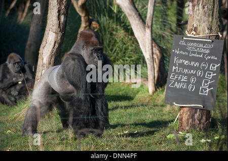 ZSL, le Zoo de Londres, Regents Park, Royaume-Uni. 2 Jan, 2014 . Le bilan annuel de la mise en route d'ISS avec un décompte du gorille de plaine de l'Ouest. Credit : Malcolm Park editorial/Alamy Live News Banque D'Images