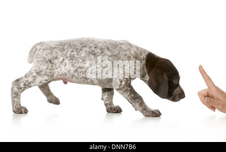 Bad - chiot braque allemand d'être grondé isolé sur fond blanc Banque D'Images