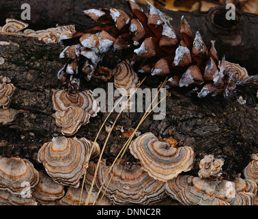 Turquie-queue de plus en plus de champignons sur pine log avec cône et aiguilles Banque D'Images