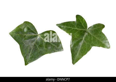 Hedera helix lierre (Araliaceae) Banque D'Images
