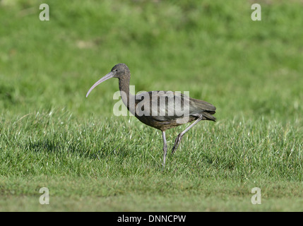 Ibis falcinelle - Plegadis falcinellus - 1 Banque D'Images