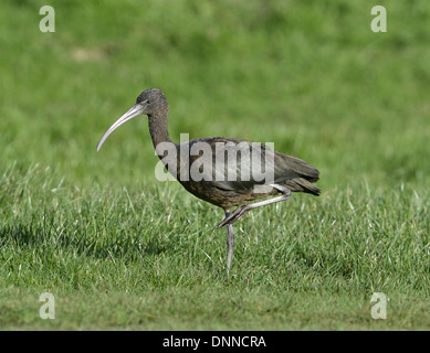 Ibis falcinelle - Plegadis falcinellus - 1 Banque D'Images