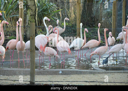 Londres, Royaume-Uni. 2 janvier 2014. Plus de flamants roses dans le cadre du bilan du zoo de Londres à Londres UK. 2 janvier 2014, Photo de voir Li/ Alamy Live News Banque D'Images