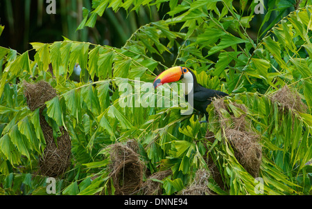 Toucan Toco (Ramphastos toco) attaquant nids , Jardim d' Amazonie Ecolodge, Mato Grosso, Brésil Banque D'Images