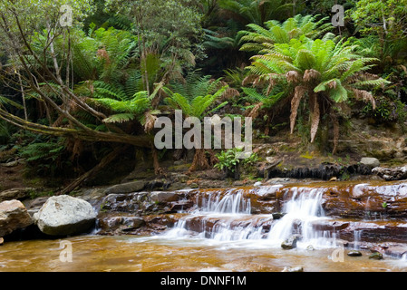 Liffey Falls, Tasmanie, Australie Banque D'Images