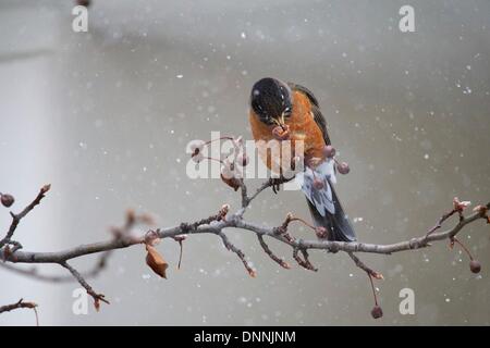 Oak Park, Illinois USA. 2 janvier 2014. Un merle d'Amérique se nourrit dans les arbres fruitiers d'ornement au milieu de la neige. Une tempête au large d'effet de lac Michigan Lac plusieurs pouces sous-évaluées de fluffy en poudre sur la région de Chicago. Credit : Todd Bannor/Alamy Live News Banque D'Images