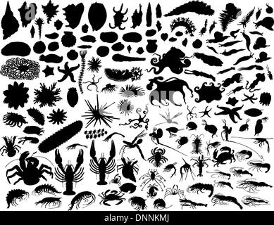 Big vector collection de mollusques et autres invertébrés Illustration de Vecteur