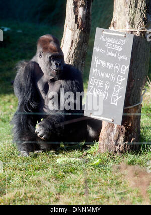 Londres, Royaume-Uni. 2 janvier 2014 à loutres. ZSL London Zoo's bilan annuel le 2 janvier 2014 à Londres, Royaume-Uni. Le nombre obligatoire est exigée dans le cadre du ZSL London Zoo zoo de licence et les résultats sont consignés dans le système d'information sur les espèces internationales , où les données sont partagées avec les zoos à travers le monde et permet de gérer les programmes de sélection internationale pour les animaux en voie de disparition., photo par photo de Brian Jordan/Alamy Live News Banque D'Images