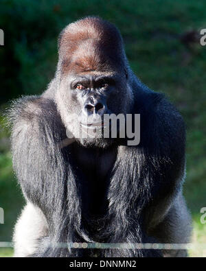 Londres, Royaume-Uni. 2 janvier 2014 à loutres. ZSL London Zoo's bilan annuel le 2 janvier 2014 à Londres, Royaume-Uni. Le nombre obligatoire est exigée dans le cadre du ZSL London Zoo zoo de licence et les résultats sont consignés dans le système d'information sur les espèces internationales , où les données sont partagées avec les zoos à travers le monde et permet de gérer les programmes de sélection internationale pour les animaux en voie de disparition., photo de Brian Jordan/Alamy Live News Banque D'Images