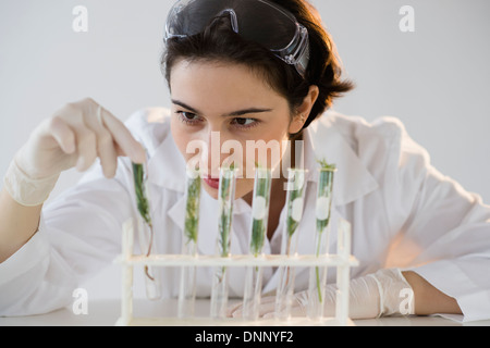 Scientist examining plants in test tubes Banque D'Images