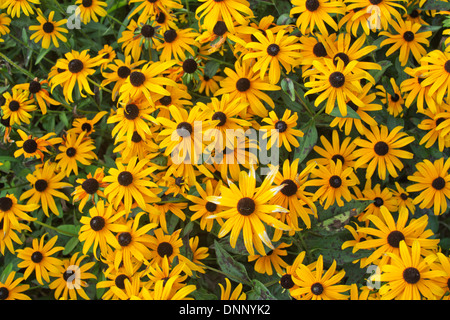 Domaine de l'information jaune et noir marguerites en été Banque D'Images