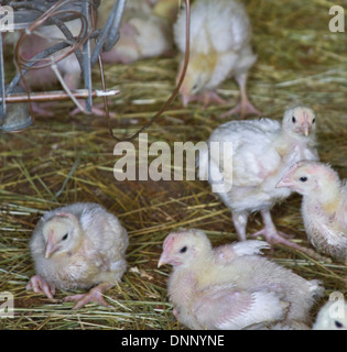 Les poulets de bébé sur la paille dans une ferme poulailler Banque D'Images