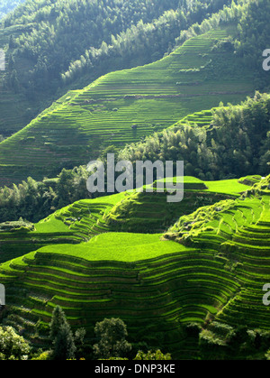 Les terrasses de riz de Longsheng (Tītián Lóngshèng) ou Dragon's backbone Rice Terraces, situé dans le comté de Longsheng, à environ 100 km Banque D'Images