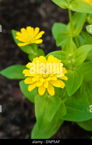 Zinnia elegans fleurs. Banque D'Images