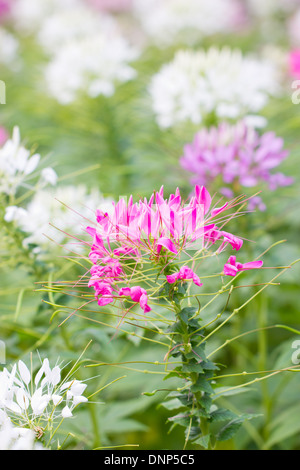 Cleome spinosa fleurs. Banque D'Images