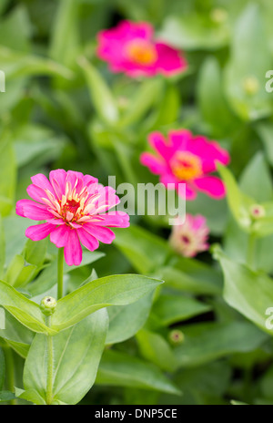 Zinnia elegans fleurs. Banque D'Images