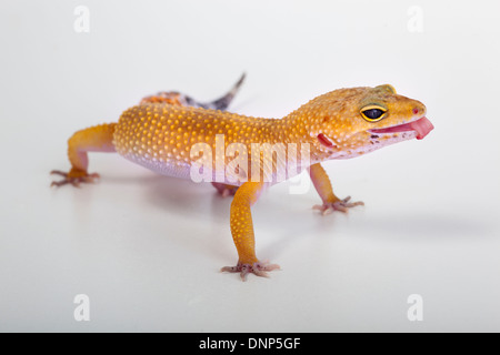 Gecko léopard Eublepharis découpe macularis studio portrait Banque D'Images