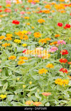 Zinnia elegans coloré fleurs champ. Banque D'Images