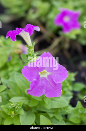 Close up of purple pétunia fleurs. Banque D'Images