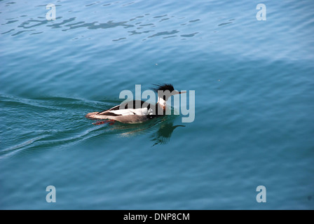 Un Harle huppé nageant à la surface du lac de Lucerne, Suisse Banque D'Images