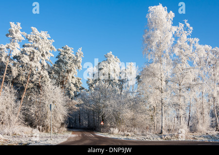 Route de campagne à travers bois enneigés avec de la gelée blanche sur les arbres Banque D'Images
