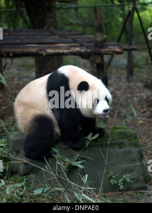 Panda géant à la base de recherche de Chengdu Panda Géant (reproduction) de la Base de Pandas de Chengdu à Chengdu, Sichuan, Chine. Banque D'Images