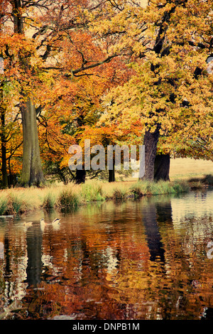 Parc de l'étang d'automne à Richmond Park - London UK Banque D'Images