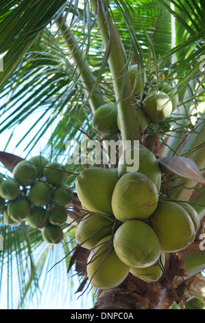 Frais vert cocotier tree close-up de plus en plus bande de cocos brésilien vert Banque D'Images