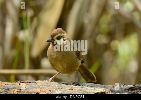 Belle White-browed Laughingthrush (Pterorhinus sannio) dans la forêt thaïlandaise Banque D'Images