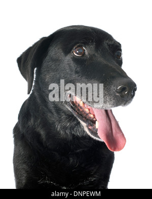 Vieux labrador retriever devant un fond blanc Banque D'Images