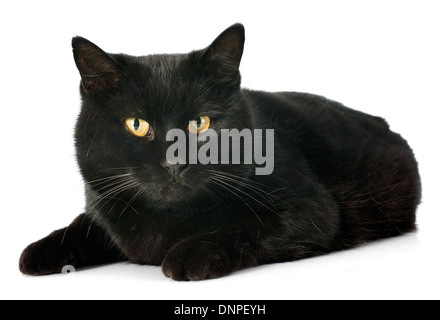 Black Cat in front of white background Banque D'Images