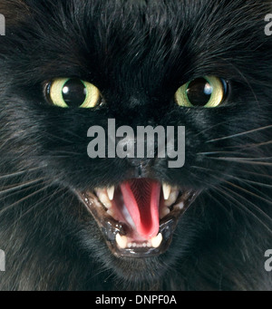 Black Cat angry in front of white background Banque D'Images