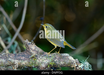 Belle femme chrysaeus Bush-Robin d'Or (Tarsiger) dans la forêt thaïlandaise Banque D'Images