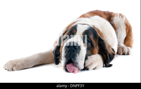 Portrait d'un Saint Bernard pure race dans un studio Banque D'Images