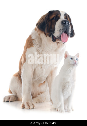 Portrait d'un chat de race Saint Bernard et dans un studio Banque D'Images