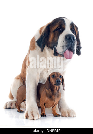 Portrait d'un Saint Bernard et de race teckel chien dans un studio Banque D'Images