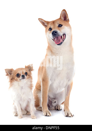 Shiba Inu et chihuahua in front of white background Banque D'Images