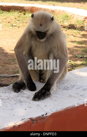 Langurs Hanuman ou langurs gris Banque D'Images