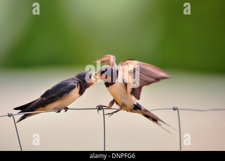 Hirondelle, Hirundo rustica, c'est nourrir bébé avec un insecte ailé Banque D'Images