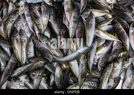 Poisson pour vente au marché de poissons de Karakoy par le pont de Galata à Istanbul, Turquie Banque D'Images