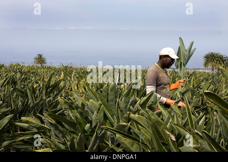 L'ouvrier agricole, plantation de fleurs sur Valle Guerra, dans le nord de Tenerife, Espagne Banque D'Images