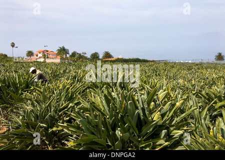 Plantation de bananes, Tejina ; Valle Guerra, dans le nord de Tenerife, Espagne Banque D'Images