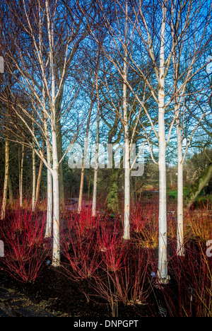 Les jeunes bouleaux d'argent en hiver avec des troncs blancs, sous plantés d'arbustes Cornouiller tiges rouge. Banque D'Images