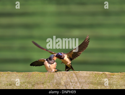 Hirondelle, Hirundo rustica, c'est nourrir bébé Banque D'Images