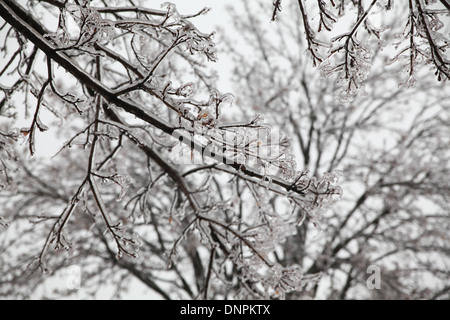 Close up of frozen tree branches Banque D'Images