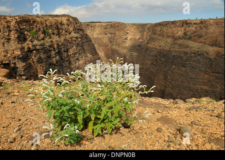 Vue depuis le haut de rift Asal-Ghoubbet, Djibouti, Corne de l'Afrique Banque D'Images