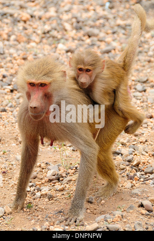 Hamadryas baboon femme portant son bébé, Djibouti, Corne de l'Afrique. Banque D'Images