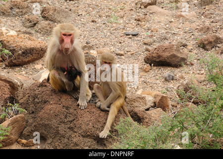 Hamadryas baboon femme, Djibouti, Corne de l'Afrique. Banque D'Images